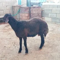بره قوچ قزل افشار