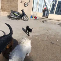 سگ سامویید و ژرمن|سگ|بجنورد, |دیوار