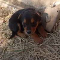 توله سگ ژرمن مناسب نگهبانی|سگ|زارچ, |دیوار