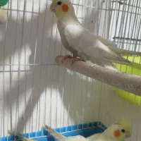 نروماده عروس هلندی جوانه یکی اهلی یک نمیه اهلی