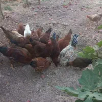 ۵عدد خروس|حیوانات مزرعه|سرپل ذهاب, |دیوار