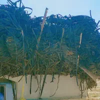 خرید تیپ ضایعاتی تحویل خنجشت۳۷تا۴۰تومان تسویه نقد|خدمات باغبانی و درختکاری|اقلید, |دیوار