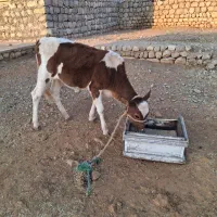 گاو وگوساله|حیوانات مزرعه|ایذه, |دیوار