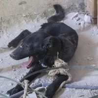 سگ نگهبان
