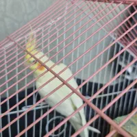 عروس هلندی|پرنده|گله دار, |دیوار