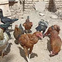 خورس و مرغ محلی|حیوانات مزرعه|خرمدشت, |دیوار