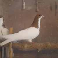 جفتی سیاپوش کفتر