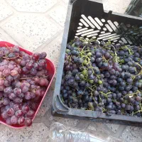 انگور خوردنی کندری ومشگی درهم ۸۰