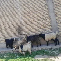 بز غال|حیوانات مزرعه|دزفول, |دیوار