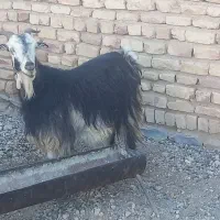 کولار بز آبستن و کهره نر چاق|حیوانات مزرعه|مرودشت, پشت سایپا|دیوار