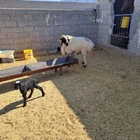 فروش قوچ بذری|حیوانات مزرعه|نی‌ریز, |دیوار