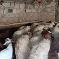 15بره صادراتی|حیوانات مزرعه|سیوان, |دیوار