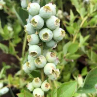 نهال اصل بلوبری و رزبری  میوه‌ دهی عالی و مقاوم|گل و گیاه طبیعی|قائم‌شهر, |دیوار