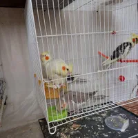تعدادی عروس هلندی
