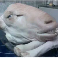 گوسفند زنده ذبح شرعی قصاب. گوسفند فروشی جعفری|خدمات پذیرایی، مراسم|مشهد, جاهد شهر|دیوار