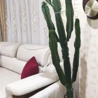 آفوربیا سالم و سرحال