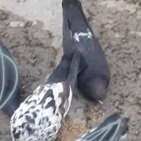 کفتر|پرنده|فردیس, شهرک شهید حسینی|دیوار