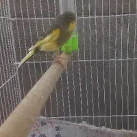 قناری گلستر ماده