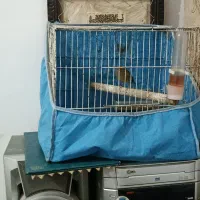 قناری ماده آماده|پرنده|اهواز, رسالت|دیوار