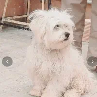 توله تریر سفید ماده