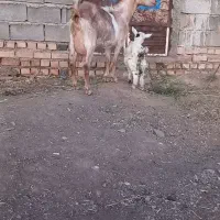 بز دورگ سانن شیرا