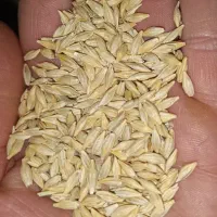 فروش جو جلگه