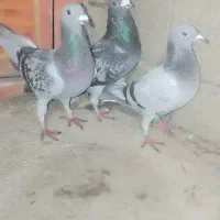 یک جفت کبوتر و جوجه‌اش