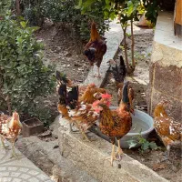 نیمچه خروس و خروس های گلین لری اصیل