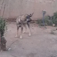 سگ پژدر