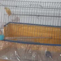 فروش سه پرنده بندرلنگه|پرنده|بندرلنگه, |دیوار