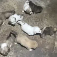 توله اشپیتز پاکوتاه فقط 2م