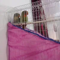 طوطی