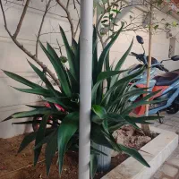 گل اگاوه سبز امریکای وغیره