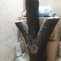 تنه ی درخت