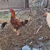 خروس لاری و مرغ لاری|حیوانات مزرعه|مهریز, |دیوار