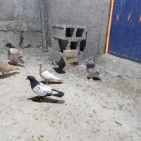 ۲۴ کبوتر بهبونی پلاکی|پرنده|شیراز, نصرآباد|دیوار