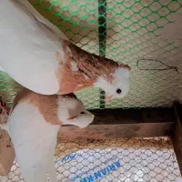 طوقی هفت‌رنگ