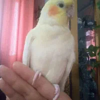 گمشده،یابنده مژدگانی خوب دریافت خواهد کرد