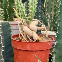 بنسای افوربیا