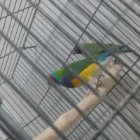 فنج گلدین|پرنده|قم, ولیعصر|دیوار