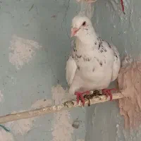 کبوتر سار نرجوان