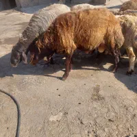 دو راس قوچ چاق کشتار و داشت