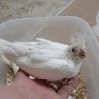 جوجه سرلاکی عروس هلندی البنیو|پرنده|ایلام, |دیوار