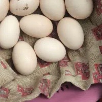 تخم لاری اصیل