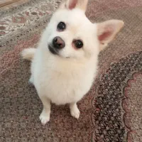 سگ پامر روباهی|سگ|بجنورد, |دیوار