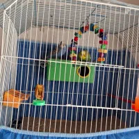 مرغ عشق|پرنده|خرمشهر, |دیوار