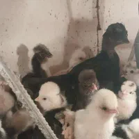 جوجه‌سلطان‌‌و.برهماو.لهستانی‌‌ازیک‌روزه‌تایکماهه