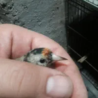 سهره وحشی جوجه نر|پرنده|رشت, لاکان شهر|دیوار