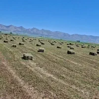 یونجه گوسفندی درجه یک