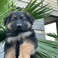 توله سگ ژرمن شولاین موبلند بلک فیس کینگ سایز|سگ|تهران, زرگنده|دیوار